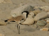 River Lapwing_Ramnagar_260312a.jpg