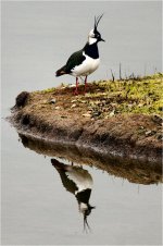 lapwing 1 200412.jpg