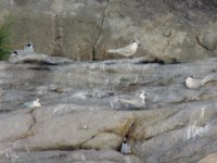 black-naped terns.jpg