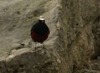 White Capped Redstart_Ramnagar_260312a.jpg