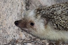 Algerian Hedgehog 1 mal.jpg