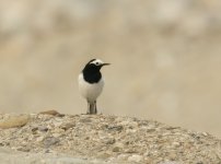 Personata Wagtail_Ramnagar_260312a.jpg