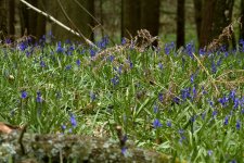 Bluebells 1.jpg