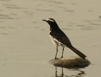 WB Wagtail_Ramnagar_260312a.jpg