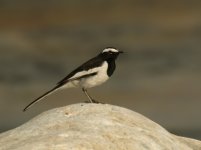 WB Wagtail_Ramnagar_260312b.jpg