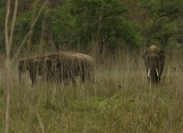 Asian Elephants_Corbett_270312a.jpg