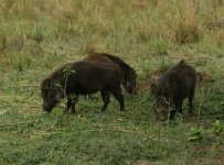 Wild Boar_Corbett_270312a.jpg