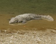 Mugger Crocodile_Corbett_270312a.jpg