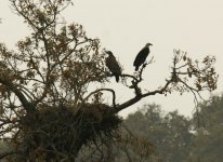 Pallas Fish Eagle_Corbett_270312a.jpg