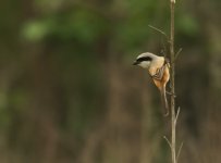 Long Tailed Shrike_Corbett_270312a.jpg