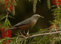 Chestnut Tailed Starling_Ramnagar_270312a.jpg