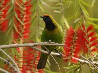 Golden Fronted Leafbird_Ramnagar_270312a.jpg