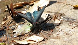 BB Butterfly - AAA - Thailand Hua Hin - Pala U Waterfalls - 12Feb22 - 15-2678.jpg