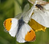 Orangetip20a.jpg