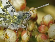 Orangetip8b.jpg