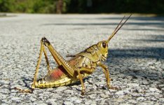 dd Grass Hopper - Shark Valley Everglades Florida - 09Nov19 c.jpg