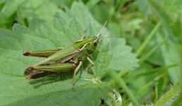 dd Grasshopper - Brockholes Quarry Preston - 10Jul11 a.jpg