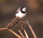 DSCN0598 White-fronted Chat.jpg