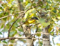 Oct 15 2009, Wenyu patch, Beijing, Long-tailed Minivet.jpg