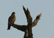 Black Kite_Corbett_280312a.jpg