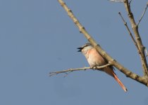 Rosy Minivet_Corbett_280312a.jpg