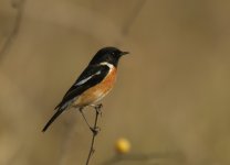 Siberian Stonechat_Corbett_280312a.jpg