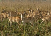 Spotted Deer_Corbett_280312a.jpg