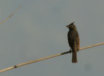 Crested Bunting_Corbett_280312a.jpg