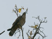 OH Buzzard_Corbett_280312a.jpg