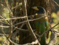 Great Barbet_Mangali_280312a.jpg