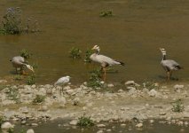 Bar Headed Geese_Ramnagar_280312a.jpg