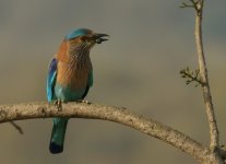 Indian Roller_Corbett_280312a.jpg