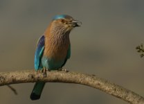 Indian Roller_Corbett_280312b.jpg