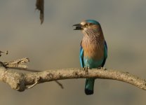 Indian Roller_Corbett_280312c.jpg