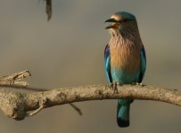 Indian Roller_Corbett_280312d.jpg