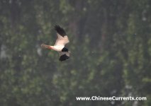 Pied Harrier ...2.jpg