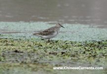 temminck's stint....jpg