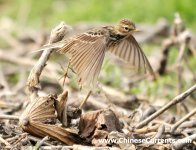 Red-throated Pipit.jpg