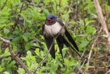 Young Swallow resting a.jpg