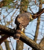 Crested Goshawk.jpg