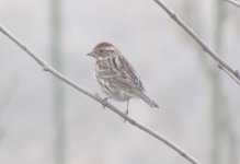 Little Bunting.jpg