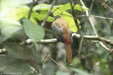 femaleScarletRumpedTrogon.jpg