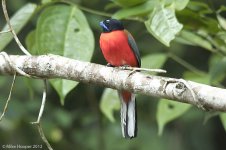 scarletRumpedTrogon.jpg