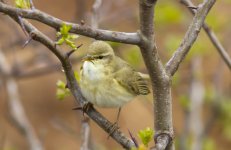 Willow Warbler_0247.jpg