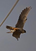 Hobby Falco subbuteo with Martin 1LQ  Tiskanias River  Lesvos 110512_edited-1.jpg