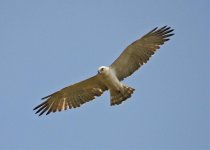 Buzzard Long Legged light morph  Buteo rufinus 3 Tiskanias River Lesvos 100512 LQ.jpg