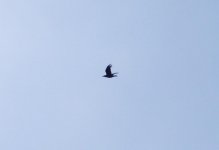 Raven Flight Coney.JPG