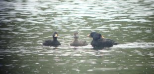 common-scoter.jpg