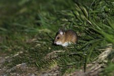 2012_04_16_Wood_Mouse1 (640x427).jpg