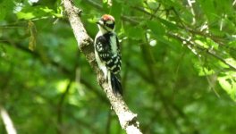woodpecker 1.jpg